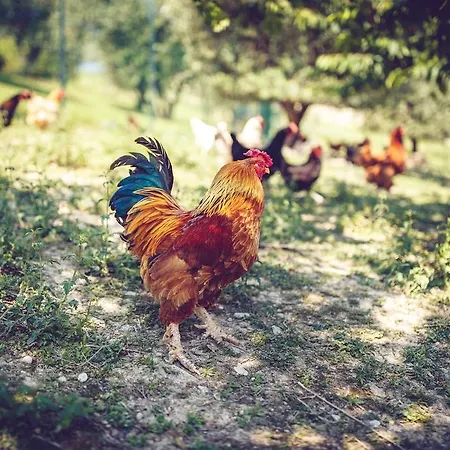 Casal San Sergio Bauernhof *